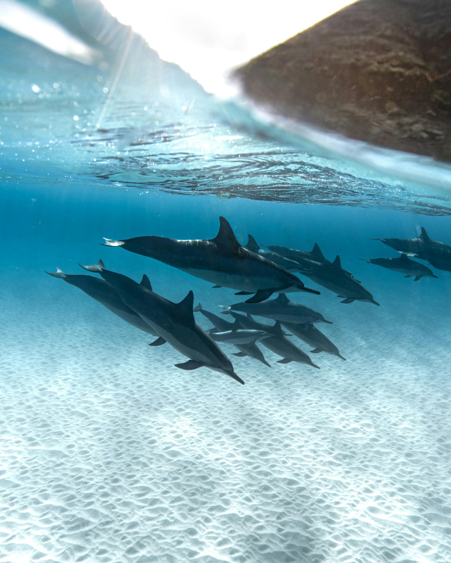 Swim with Dolphins in Marsa Alam