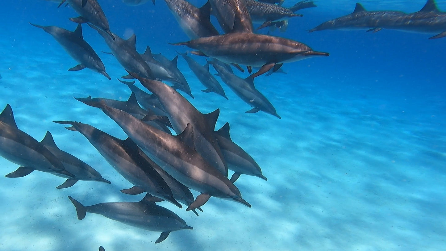 Swim with Dolphins yacht trip - Marsa Alam